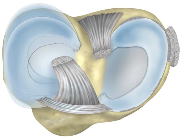Meniscus anatomy closeup